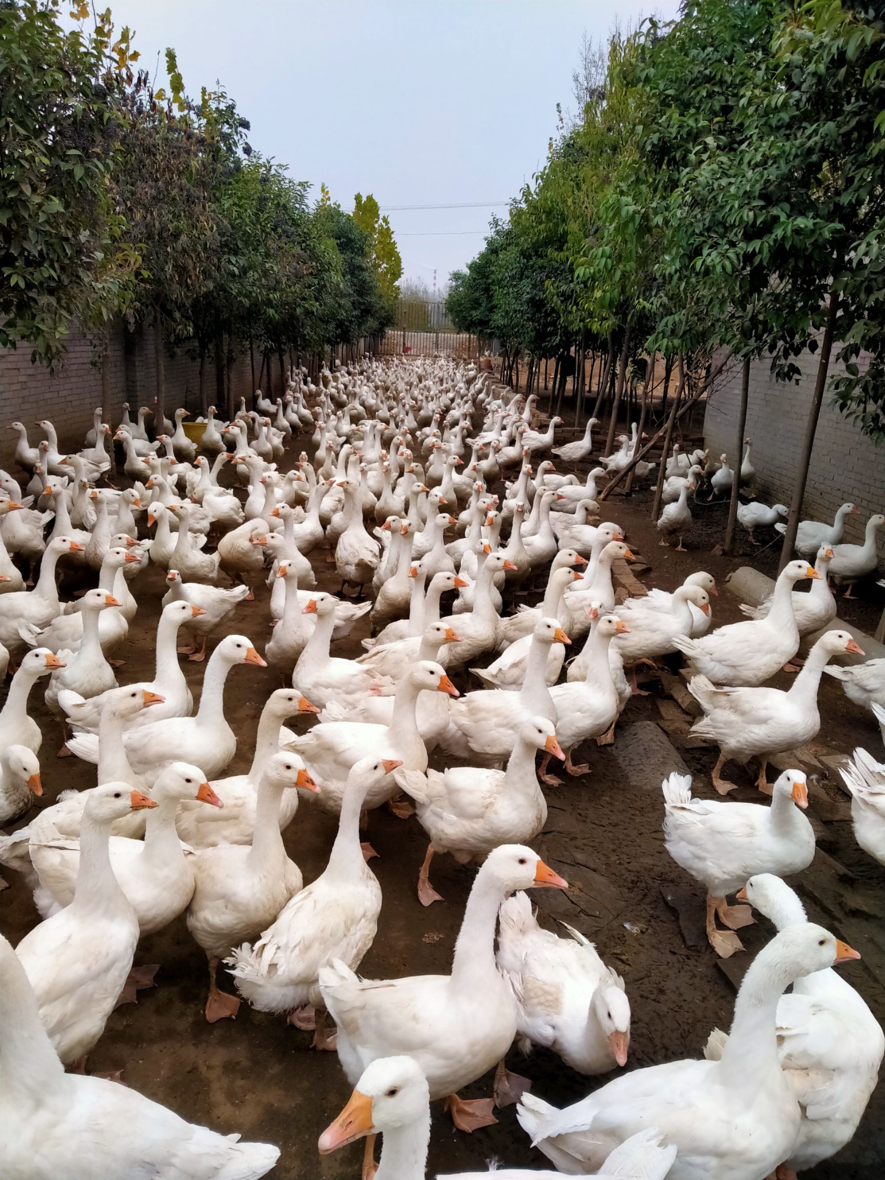  霍尔多巴吉鹅。‘