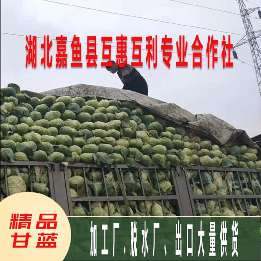 嘉鱼县美丽甘蓝  好货在湖北等各界老板来订购，质量好，价格优惠，抢手货不等人哦