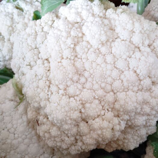 天门市 湖北菜花  有机花菜   紧花    大量上市了