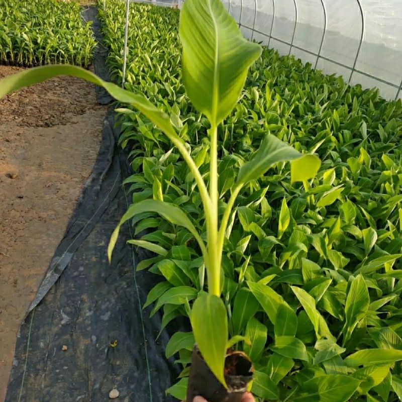 南洋红香蕉苗  香蕉树苗南方四季苹果蕉红皮矮化芭蕉抗寒室内盆栽种植水果树包邮