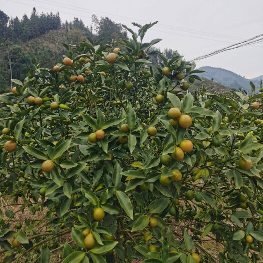 融安县滑皮金桔 融安优质滑皮金橘
