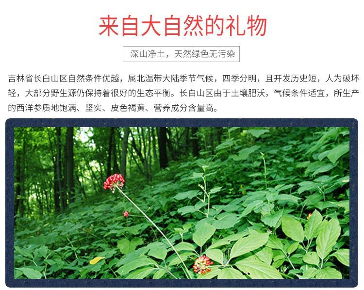 西洋参花，优质东北长白山纯正一级西洋参花 6年龄