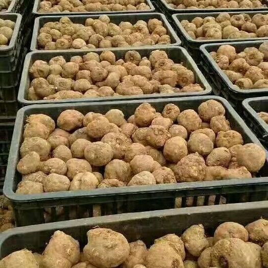 富源县魔芋种子  鸡蛋到鹅蛋大小的