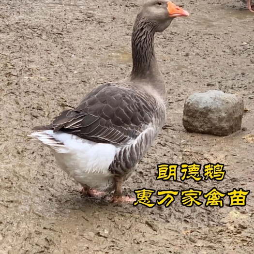朗德鹅苗 雁鹅苗  全国批发 包小鹅瘟疫苗 量大送养殖场地