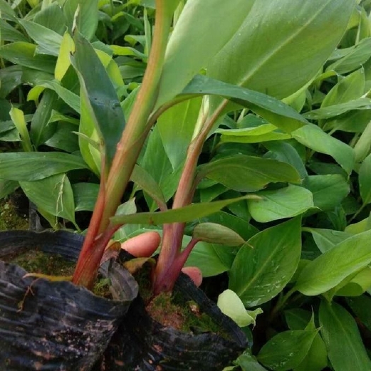 灵山县南洋红香蕉苗  香蕉树苗南方四季苹果蕉红皮矮化芭蕉抗寒室内盆栽种植水果树包邮