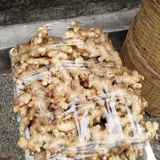 高州市肉姜  姜种