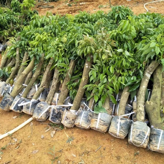 灵山县荔枝苗  5－8公分桂味荔枝高压苗