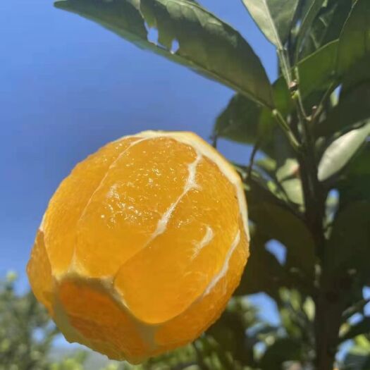 瑞金市赣南脐橙，好吃不贵，营养价值高。