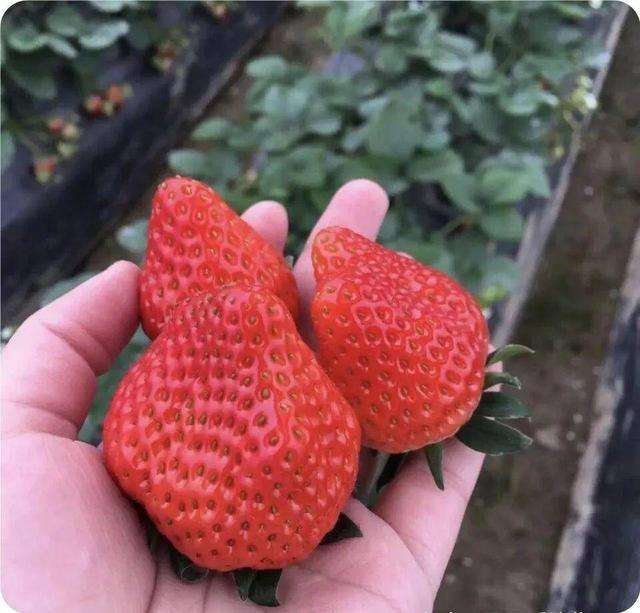 徐州草莓大量上市了