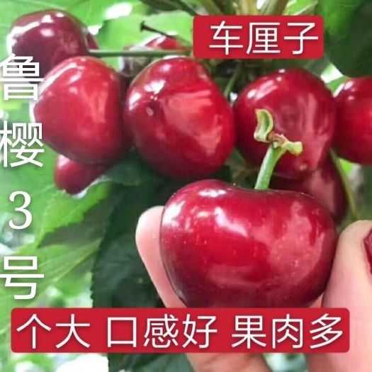平邑县矮化樱桃苗  鲁樱三号大樱桃树苗基地直销保证质量保证品种皮薄