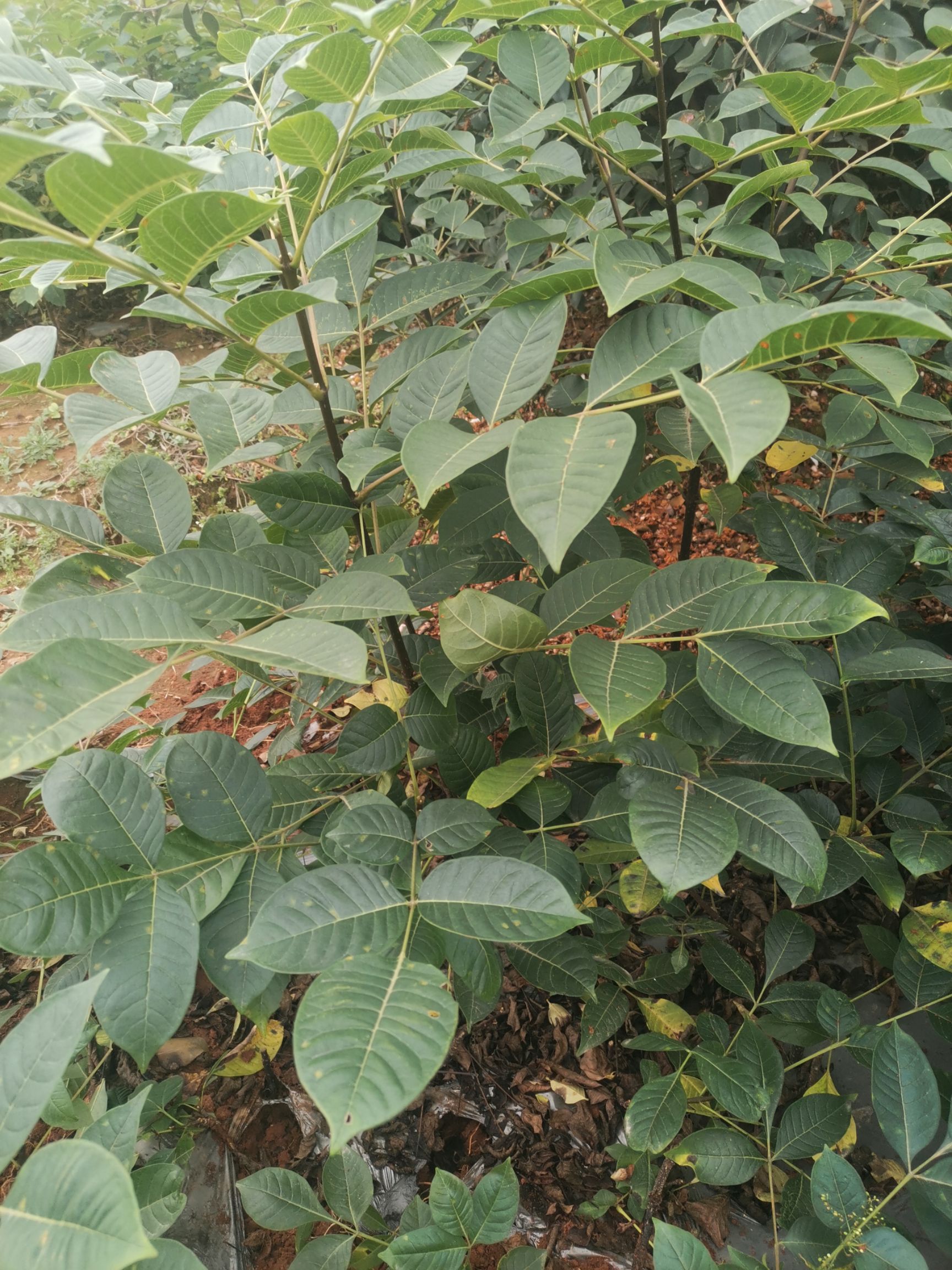 吴茱萸苗  江西中花茣茱萸苗