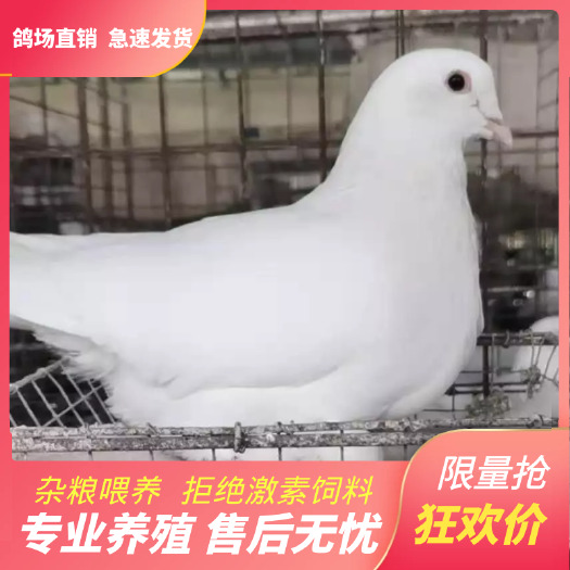 英德市淘汰鸽  淘汰老鸽