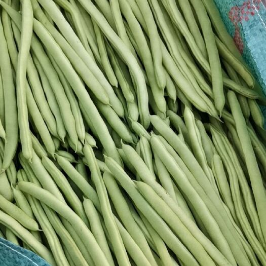 昌宁县四季豆 精品小金豆