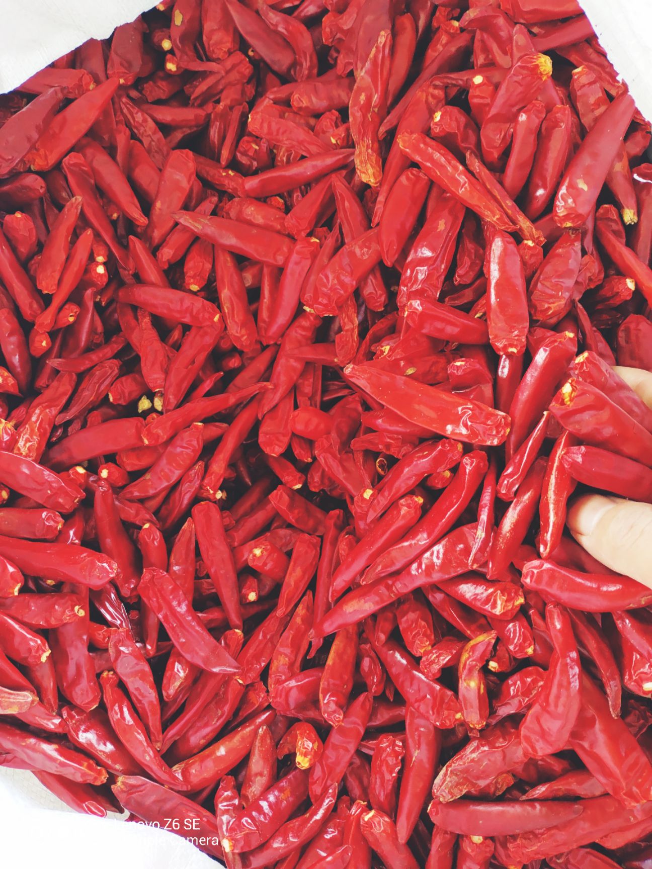 天鹰椒干辣椒  精选三英八号