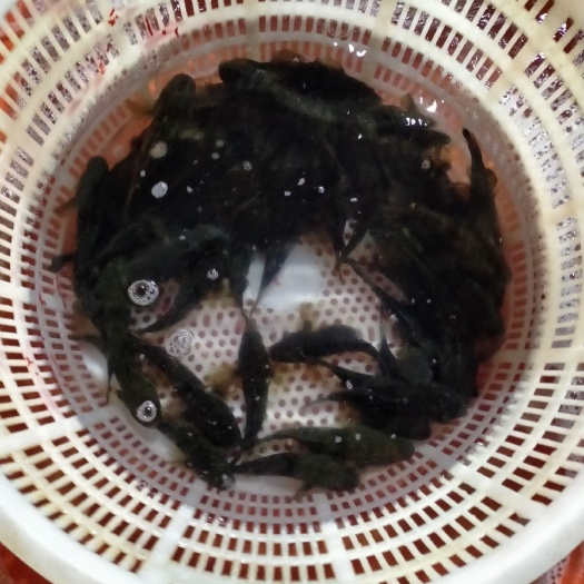 常州石爬鱼 沙塘鳢