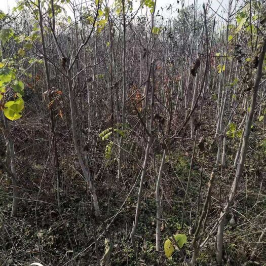 灵宝市薄皮核桃苗  核桃苗木产地直销现货直供低价批发自产自销产地联播