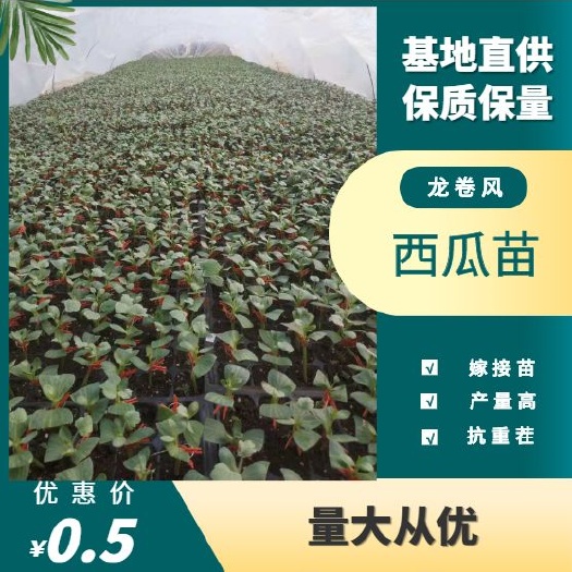 宿州龙卷风西瓜苗  【精品】龙卷风嫁接西瓜苗，产量高抗重茬
