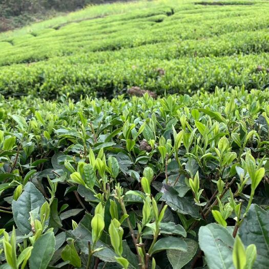 石门县2022新茶 高山云雾绿茶 毛尖茶 大众茶 口粮茶