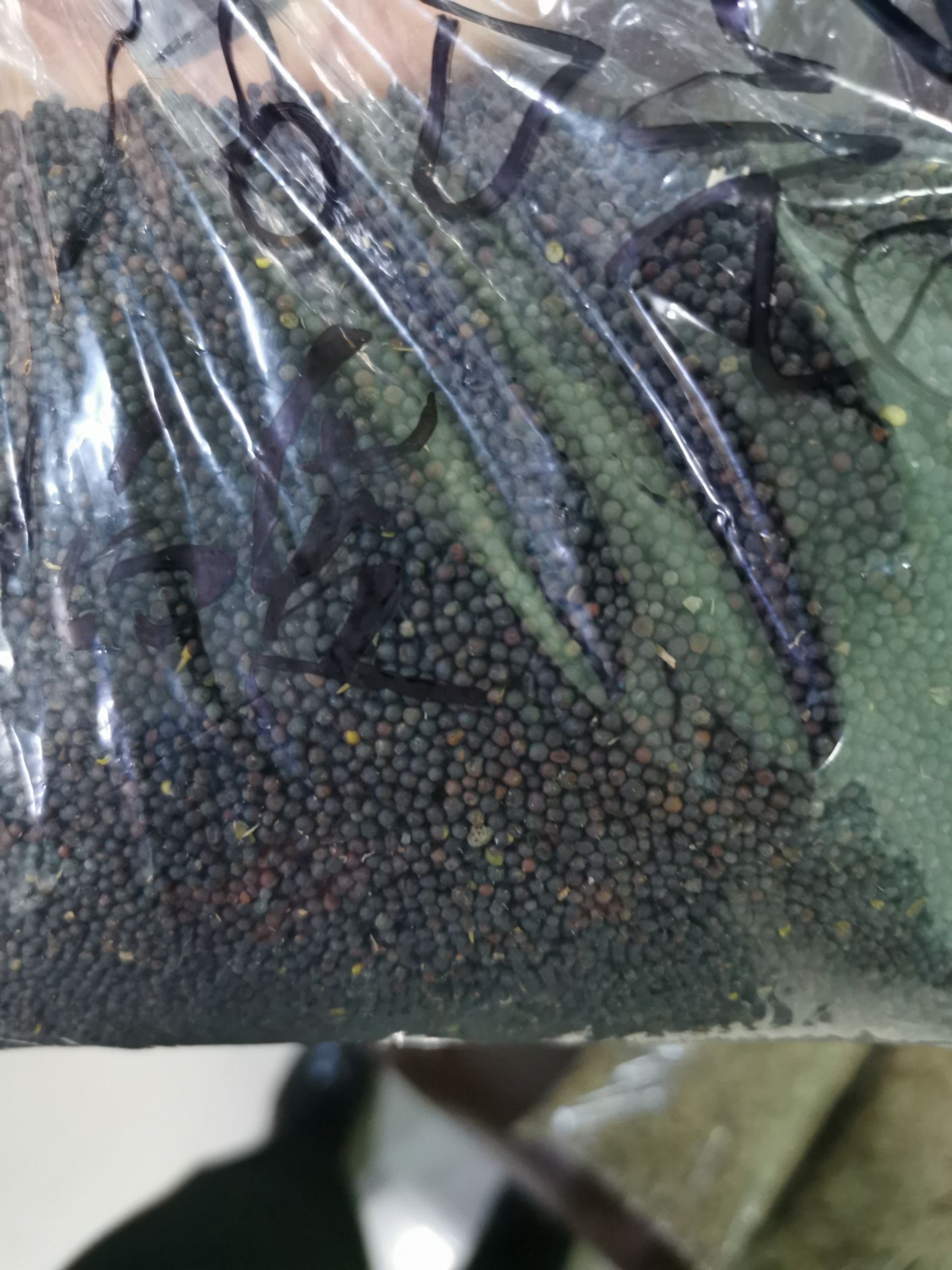 油菜籽涵油44.7 水份7