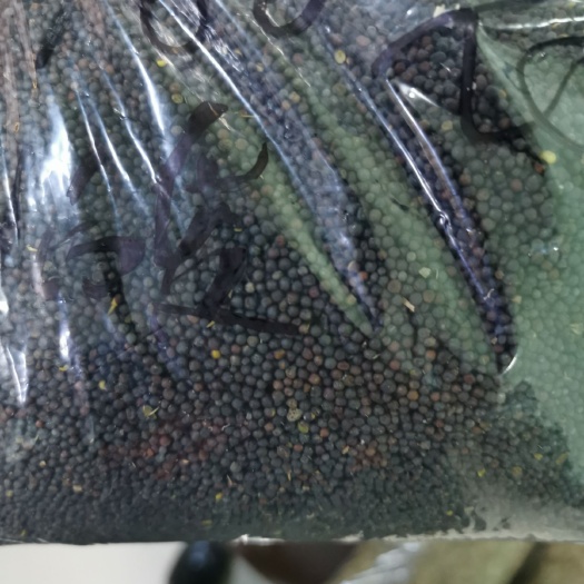 牙克石市油菜籽涵油44.7 水份7