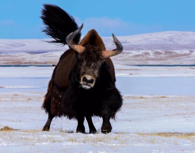 精修纯干牦牛鞭宝保质保量，不带油，多仓发货