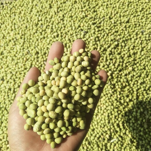 仙居县黄大豆 生大豆 1等品 
