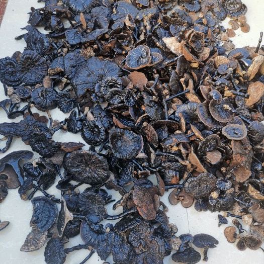 巴马县批发灵芝 黑灵芝