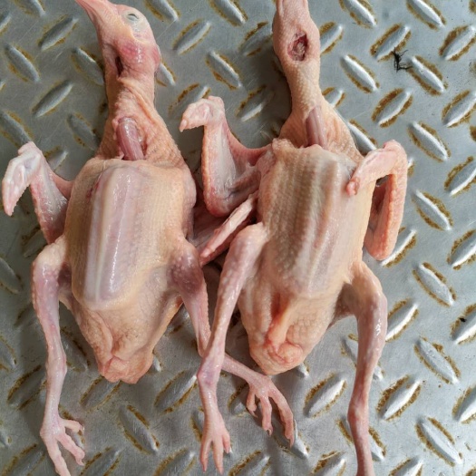 英德市保鲜乳鸽