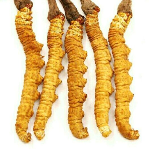 长沙虫草  十元三斤