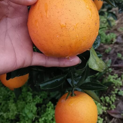 麻阳县麻阳纽荷尔脐橙