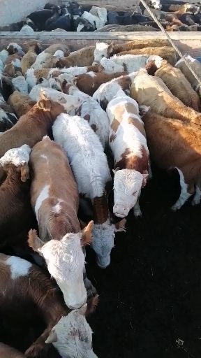 都江堰市西门塔尔牛  母牛牛犊公牛母牛条子牛保胎牛子母对牛西门塔尔夏洛莱，土黄牛水