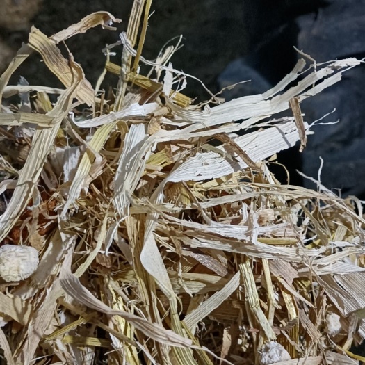 拜泉县 玉米秸秆，无土，无膜，揉碎，质量杠杠的
