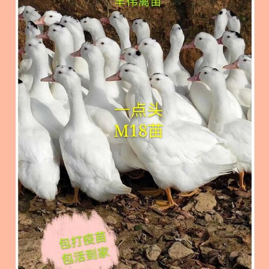 南宁M18鸭苗 假西洋鸭苗 半番鸭苗 一点黑鸭苗