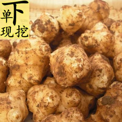 武胜县白洋姜 沙土洋姜