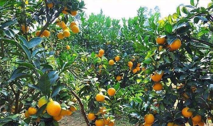 廉江市正宗廉江红橙红江橙
