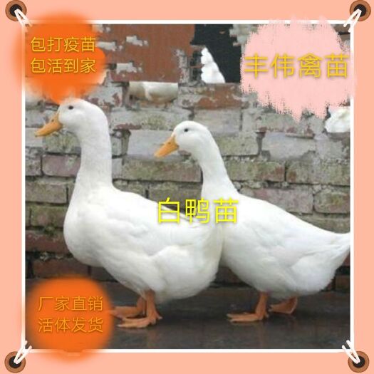 南宁桂柳大白鸭苗包打疫苗厂家直销品种齐全品质保证