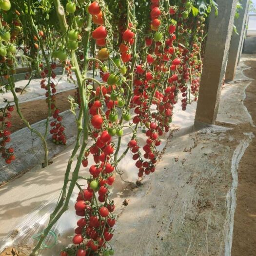 寿光市圣女果苗  小红番茄苗 圣女果 红佳丽 抗TY1病毒 寿光基地直销