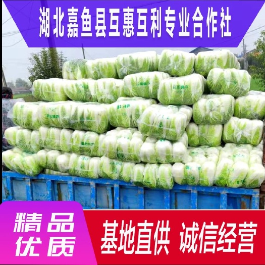 嘉鱼县青杂三号白菜 湖北嘉鱼白菜，湖北白菜，白菜，白菜类，基地供货，精品菜，出口