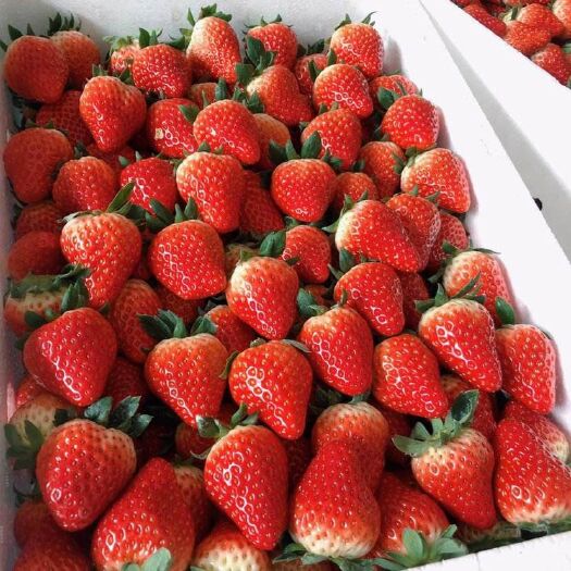 邳州市甜查理草莓  新鲜奶油草莓大量上市中欢迎新老客户前来采购
