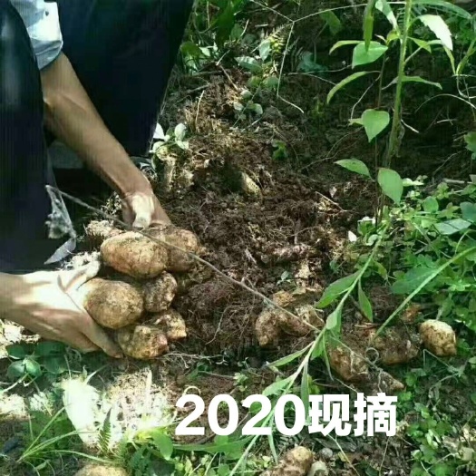 盐津县天麻  小草坪天麻