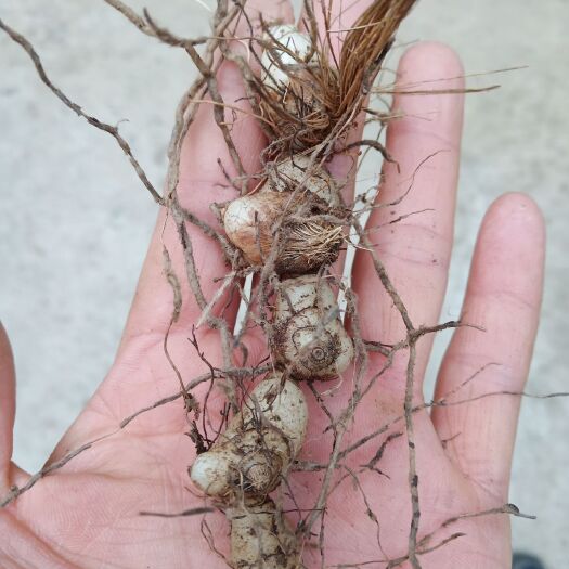 郧西县白及  纯  生移栽林下仿  生种植白芨  可视屏采挖