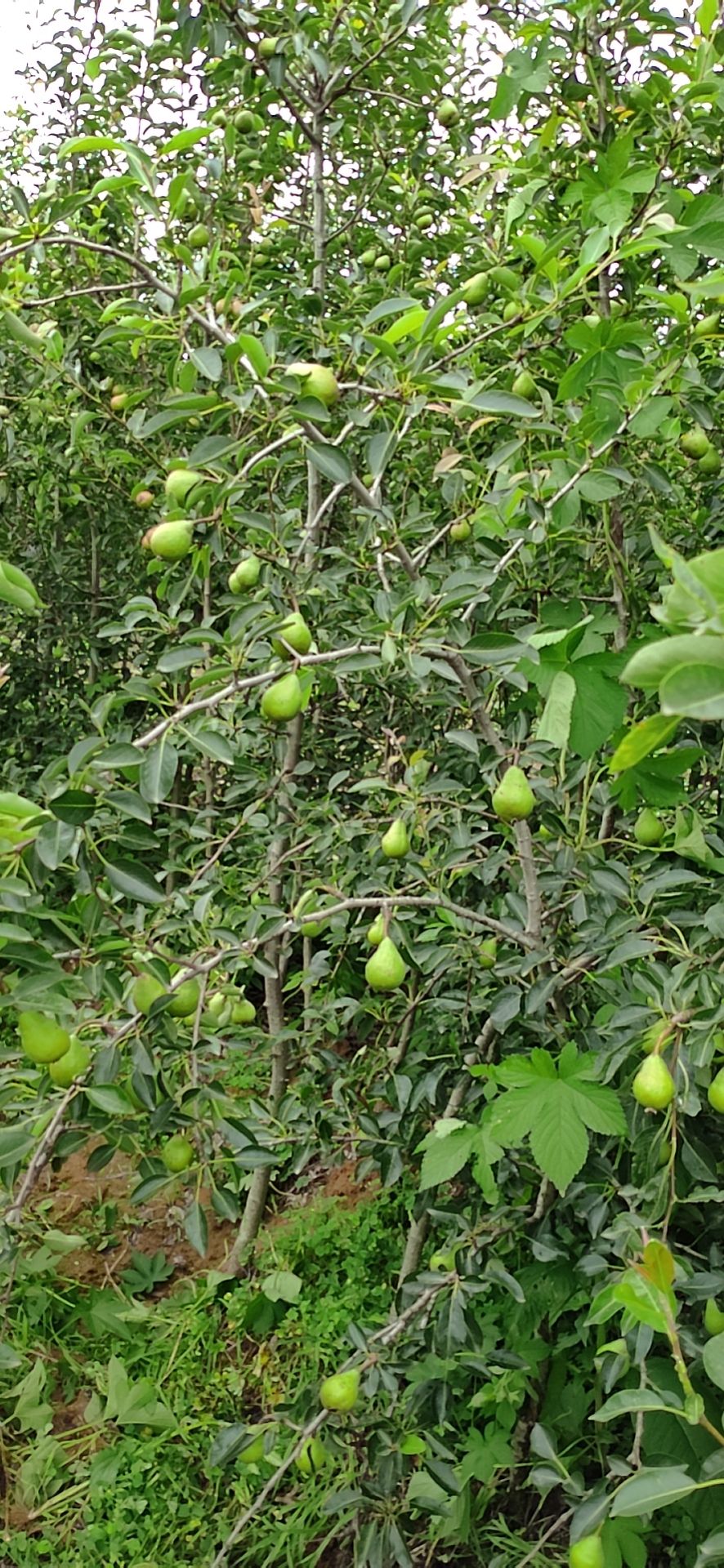  威海正宗盘克汉姆丑梨苗1-4年