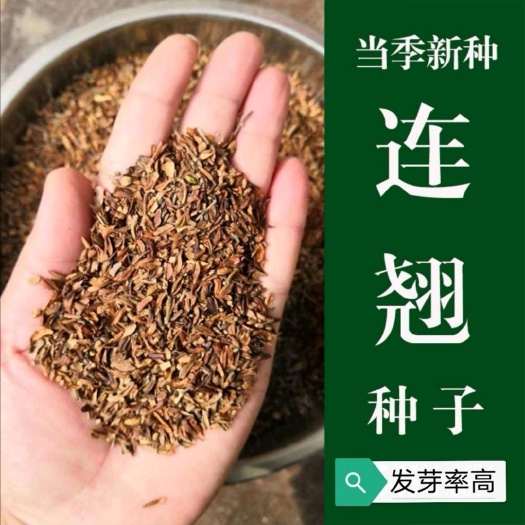 连翘种子 纯新采收连翘籽 包发芽 免费提供种植技术