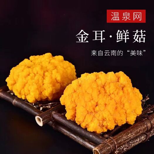 昆明金耳 