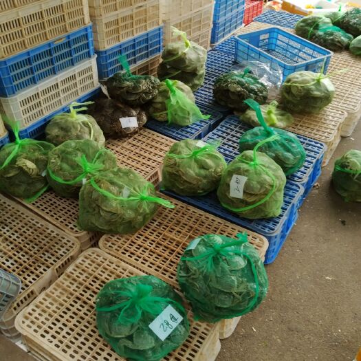 洪湖市洪湖市大闸蟹  清水大闸蟹，毛蟹，中母，小母