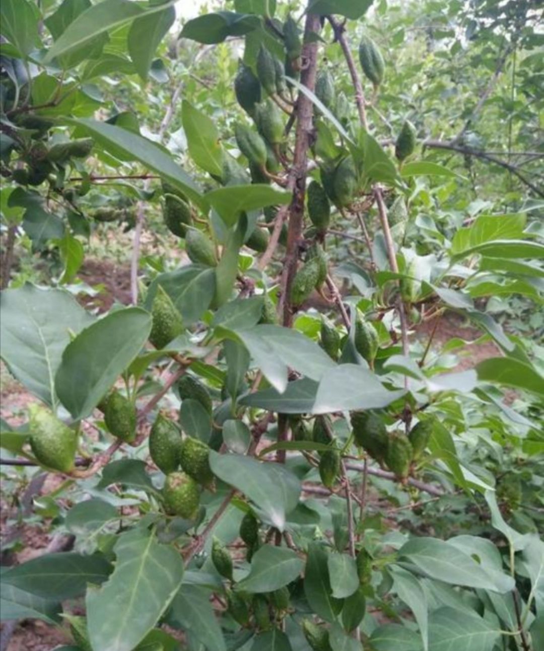 连翘种子 纯新采收连翘籽 包发芽 免费提供种植技术