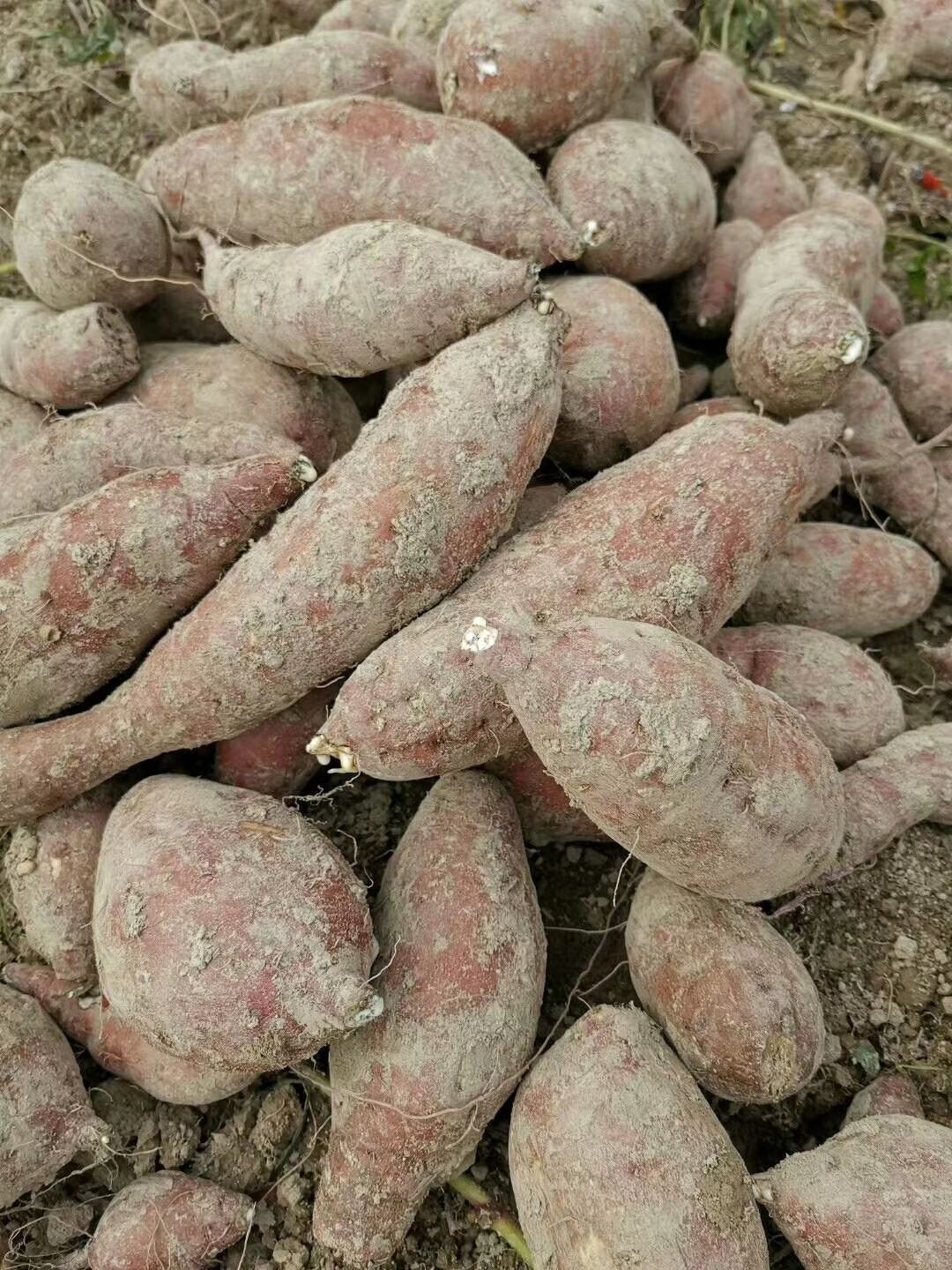 一点红/花心红薯  上车价