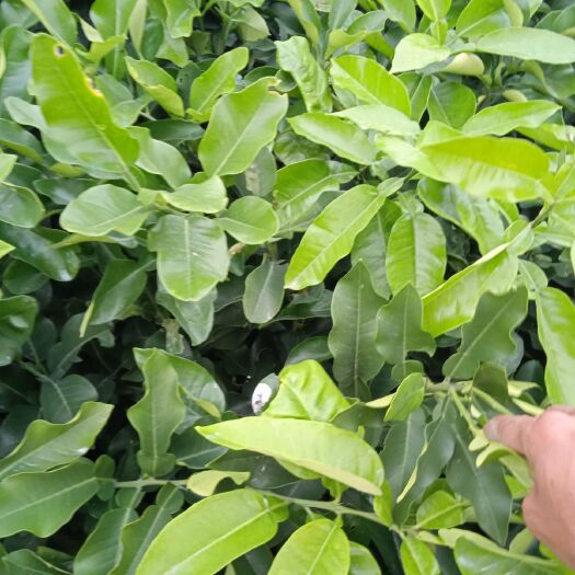 简阳市柚树苗 红心柚嫁接苗 地苗 杯苗 苗子漂亮 无溃疡无病虫害