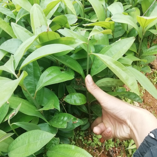 桂平市肉桂苗  ，1年苗有大量现货上市