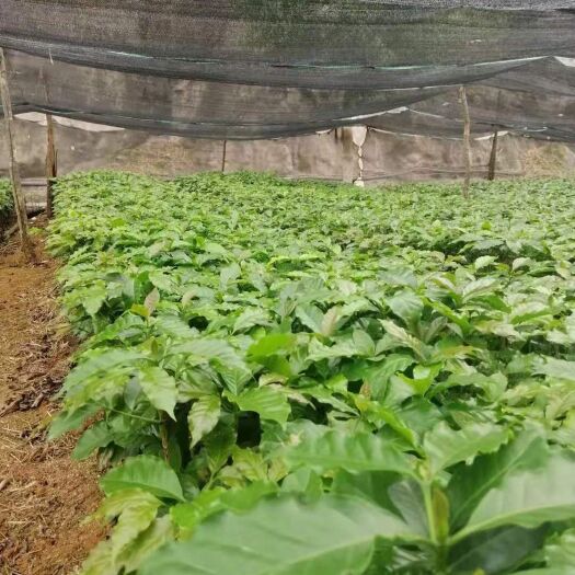 思茅咖啡木盆栽  普洱咖啡苗